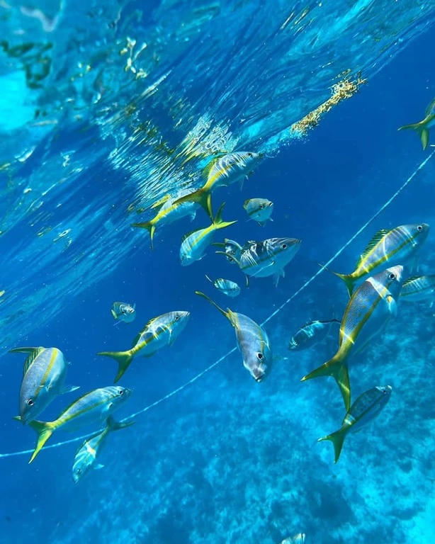 Snorkeling